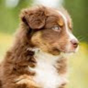 Meet your Posher, Abigail